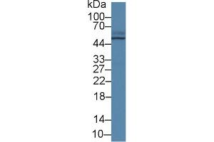 TCN2 Antikörper  (AA 19-427)