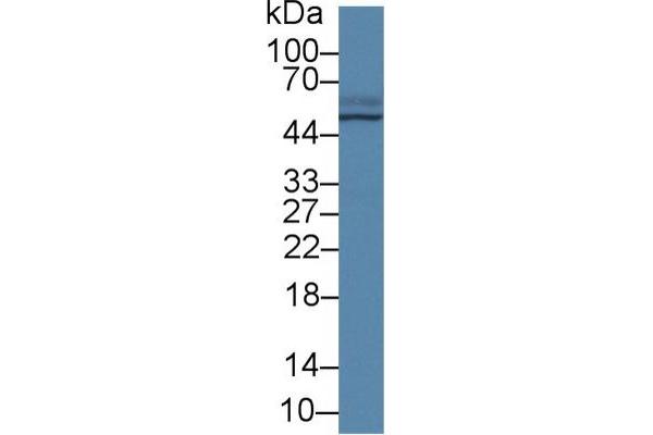 TCN2 antibody  (AA 19-427)