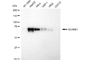 anti-Scavenger Receptor Class B, Member 1 (SCARB1) antibody