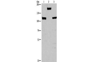 Western Blotting (WB) image for anti-Tumor Protein P53 Binding Protein 2 (TP53BP2) antibody (ABIN2429585)