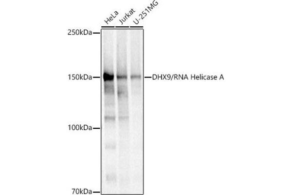 DHX9 antibody