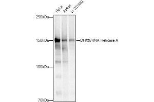Western blot analysis of extracts of various cell lines, using DHX9/RNA Helicase A antibody (ABIN7265748) at 1:500 dilution. (DHX9 antibody)