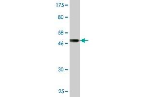Western Blot detection against Immunogen (50.