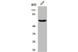 Western Blot analysis of A549 cells using MMP-11 Polyclonal Antibody (MMP11 antibody  (Internal Region))