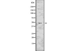 Western blot analysis of CASP5 using HuvEc whole  lysates. (CASP5 antibody)