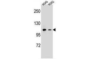 CD11b Antibody (N-term) western blot analysis in A549,K562 cell line lysates (35µg/lane).