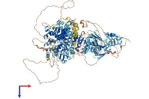 NLR Family, Pyrin Domain Containing 1 (NLRP1) (AA 1-1473) protein (His tag)