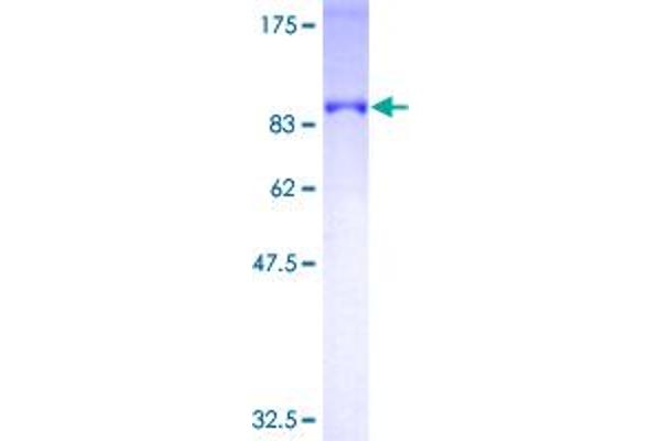 OPTN Protein (AA 1-571) (GST tag)