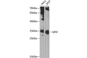 Western blot analysis of extracts of various cell lines, using GEM antibody (ABIN6127946, ABIN6141050, ABIN6141051 and ABIN6223305) at 1:1000 dilution. (GEM antibody  (AA 1-150))