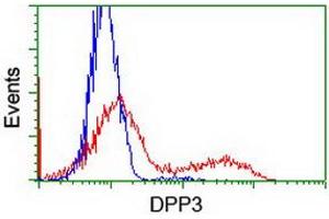 Image no. 2 for anti-Dipeptidyl-Peptidase 3 (DPP3) antibody (ABIN1497830)