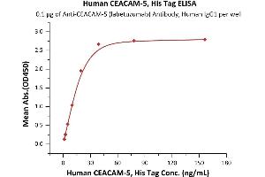 Immobilized AM-5 (labetuzumab) Antibody, Human IgG1 at 1 μg/mL (100 μL/well) can bind Biotinylated Human CEACAM-5, His,Avitag (ABIN6386445,ABIN6388259) with a linear range of 0. (CEACAM5 Protein (AA 35-685) (His tag,AVI tag,Biotin))