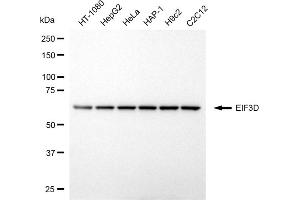 anti-Eukaryotic Translation Initiation Factor 3, Subunit D (EIF3D) antibody