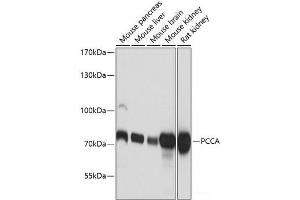 Western blot analysis of extracts of various cell lines using PCCA Polyclonal Antibody at dilution of 1:3000. (PCCA antibody)