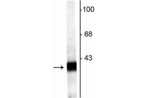 Western blot of rat hippocampal lysate showing specific labeling of the ~38 kDa Synaptophysin2  protein. (Synaptoporin antibody  (C-Term))