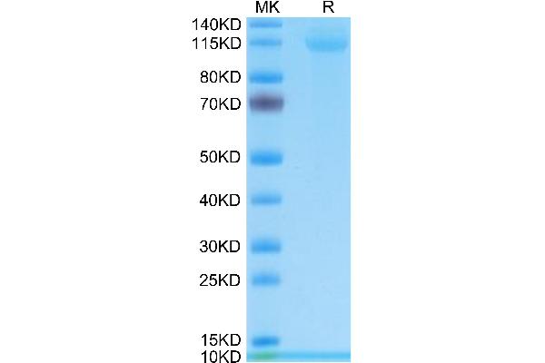 CD42b Protein (AA 17-531) (His tag)