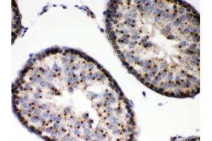 Anti- EBAG9 Picoband antibody,IHC(P) IHC(P): Rat Testis Tissue (RCAS1 antibody  (AA 31-213))