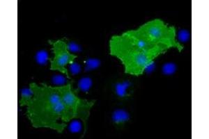 Anti-BTN1A1 mouse monoclonal antibody (ABIN2452843) immunofluorescent staining of COS7 cells transiently transfected by pCMV6-ENTRY BTN1A1 (RC223852). (BTN1A1 antibody)