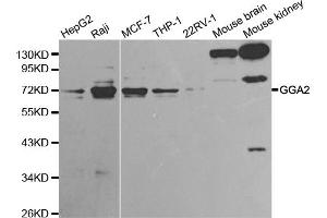 Western blot analysis of extracts of various cell lines, using GGA2 antibody. (GGA2 antibody)