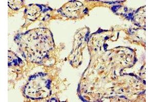 Immunohistochemistry of paraffin-embedded human placenta tissue using ABIN7144082 at dilution of 1:100 (AGGF1 antibody  (AA 1-70))