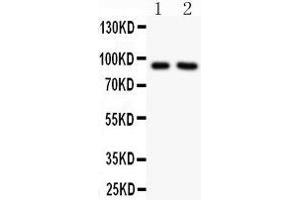 Anti-SLC9A1 Picoband antibody,  All lanes: Anti SLC9A1  at 0.