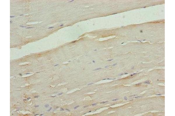 CACNA2D1 antibody  (AA 577-717)