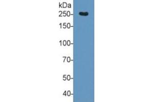 Western Blotting (WB) image for Fibronectin ELISA Kit (ABIN6574104)