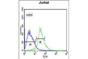 Flow cytometric analysis of Jurkat cells (right histogram) compared to a negative control cell (left histogram). (TRIM50 antibody  (C-Term))
