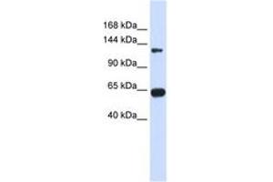 Image no. 1 for anti-Regulator of G-Protein Signaling 22 (RGS22) (AA 216-265) antibody (ABIN6743825)