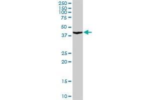 Western Blotting (WB) image for anti-Proliferation-Associated 2G4, 38kDa (PA2G4) (AA 1-394) antibody (ABIN518577)