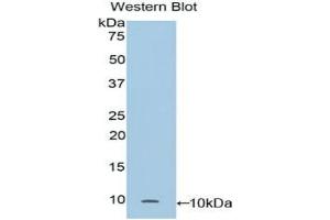 Detection of Recombinant CC16, Mouse using Polyclonal Antibody to Clara Cell Protein 16 (CC16) (SCGB1A1 antibody  (AA 21-96))