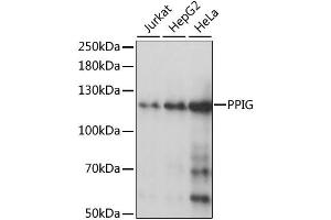 Western blot analysis of extracts of various cell lines, using PPIG antibody (ABIN6292236) at 1:1000 dilution. (PPIG antibody)