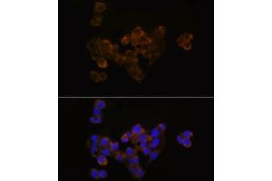 Immunofluorescence analysis of HepG2 using FDX1/ADX Rabbit mAb (ABIN7267167) at dilution of 1:100 (40x lens). (Ferredoxin1 (FDX1) antibody)