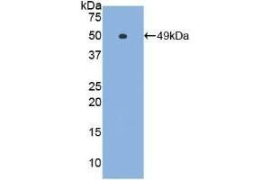 Detection of Recombinant IFNa, Gallus using Polyclonal Antibody to Interferon Alpha (IFNa) (IFNA antibody  (AA 47-191))