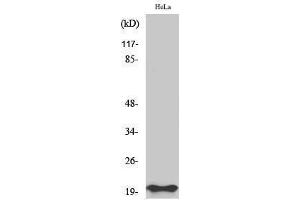 Western Blotting (WB) image for anti-BCL2-Associated X Protein (BAX) (N-Term) antibody (ABIN3183487) (BAX antibody  (N-Term))