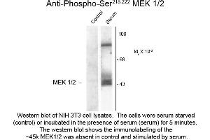 Western blot of MEK1/2 Ser218/222 Antibody Western Blot of Rabbit anti-MEK1/2 pS218/222 Antibody.