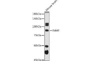 Western blot analysis of extracts of Mouse brain, using IMMT antibody (ABIN3016601, ABIN3016602, ABIN3016603 and ABIN6219796) at 1:1000 dilution. (IMMT antibody  (AA 120-270))