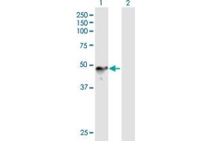 Western Blot analysis of CHN1 expression in transfected 293T cell line by CHN1 MaxPab polyclonal antibody. (CHN1 antibody  (AA 1-459))