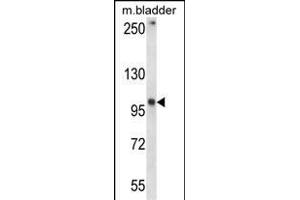 GRID1 Antibody (C-term) (ABIN657574 and ABIN2846579) western blot analysis in mouse bladder tissue lysates (35 μg/lane).