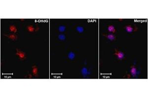 Immunofluorescence (IF) image for anti-8-Hydroxyguanosine (8-OHDG) antibody (ABIN781510) (8-OHDG antibody)