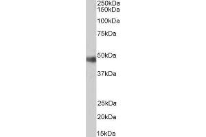 ABIN2564289 (0. (ORC4 antibody  (C-Term))