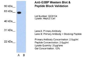Host:  Rabbit  Target Name:  G3BP  Sample Type:  HepG2  Lane A:  Primary Antibody  Lane B:  Primary Antibody + Blocking Peptide  Primary Antibody Concentration:  2. (G3BP1 antibody  (N-Term))
