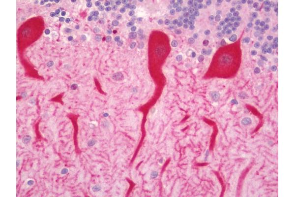 DAOA antibody  (Biotin)