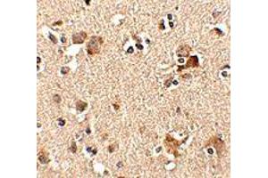 Immunohistochemistry of AIPL1 in human brain tissue with AIPL1 polyclonal antibody  at 2.