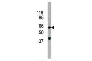 The anti-ADCK5 Pab (ABIN391167 and ABIN2841271) is used in Western blot to detect ADCK5 in 293 cell line lysate. (ADCK5 antibody  (C-Term))