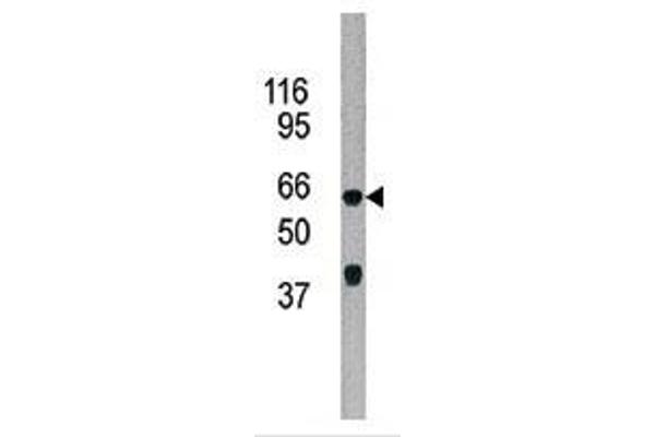 ADCK5 antibody  (C-Term)