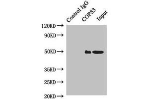 Immunoprecipitating COPS3 in Hela whole cell lysate Lane 1: Rabbit control IgG instead of (1 μg) instead of ABIN7148495 in Hela whole cell lysate.