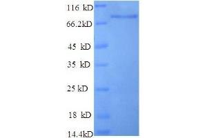 Dipeptidyl-Peptidase 6 (DPP6) (AA 111-859) protein (His tag) (DPP6 Protein (AA 111-859) (His tag))