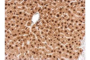 IHC-P Image GRB2 antibody detects GRB2 protein at nucleus on mouse liver by immunohistochemical analysis.