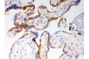 Anti- CYP1A1 Picoband antibody,IHC(F) IHC(F): Human Placenta Tissue (CYP1A1 antibody  (AA 183-320))