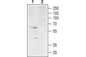 Western blot analysis of differentiated HL-60 cell lysate: - 1. (C3AR1 antibody  (2nd Extracellular Loop))